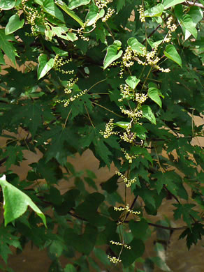 image of Dioscorea polystachya, Cinnamon Vine, Chinese Yam