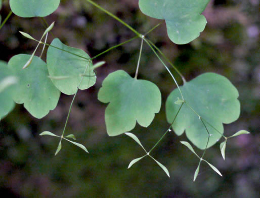 image of Thalictrum clavatum, Mountain Meadowrue, Lady-rue