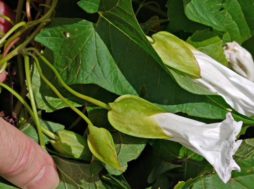 image of Convolvulus fraterniflorus, Twin-flowered Bindweed, Twoflower Bindweed, Shortstalk False Bindweed