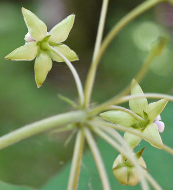 image of Asclepias exaltata, Poke Milkweed, Tall Milkweed