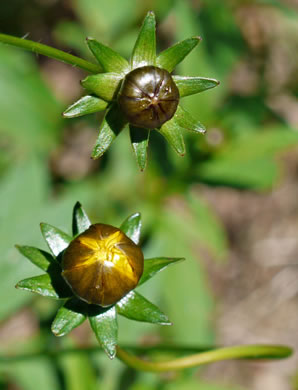 image of Coreopsis pubescens var. pubescens, Common Hairy Coreopsis, Star Tickseed