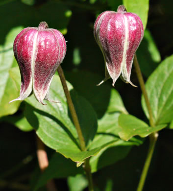 image of Clematis viorna, Northern Leatherflower, Vase-vine