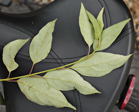 image of Swida foemina, Southern Swamp Dogwood