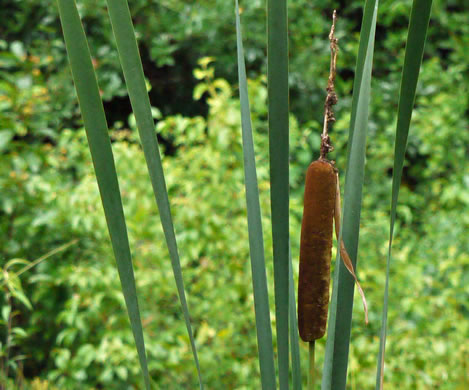 image of Typha latifolia, Common Cattail, Broadleaf Cattail