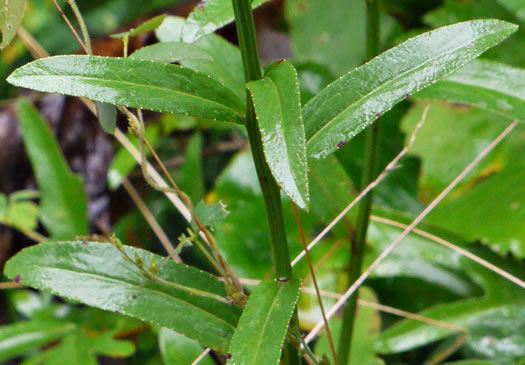 image of Lobelia spicata, Pale Spiked Lobelia, Palespike Lobelia