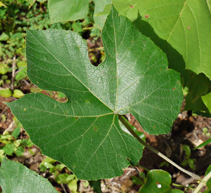 image of Vitis labrusca, Fox Grape