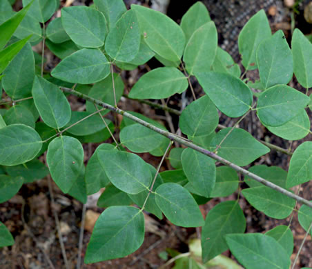 image of Desmodium laevigatum, Smooth Tick-trefoil