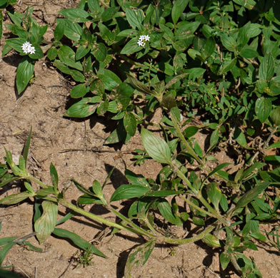 image of Richardia brasiliensis, Brazilian-clover, Tropical Mexican-clover, Tropical Richardia