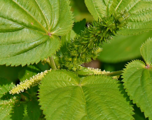 image of Acalypha ostryifolia, Pineland Threeseed Mercury, Hophornbeam Copperleaf, Roughpod Copperleaf