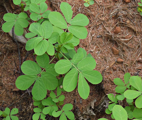 image of Senna obtusifolia, Coffeeweed, Sicklepod