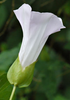 image of Convolvulus fraterniflorus, Twin-flowered Bindweed, Twoflower Bindweed, Shortstalk False Bindweed