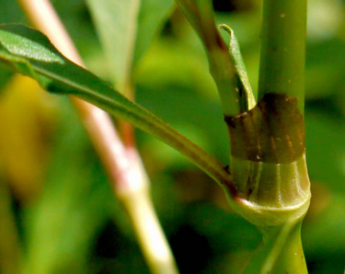 image of Persicaria pensylvanica, Pennsylvania Smartweed, Pinkweed, Common Smartweed