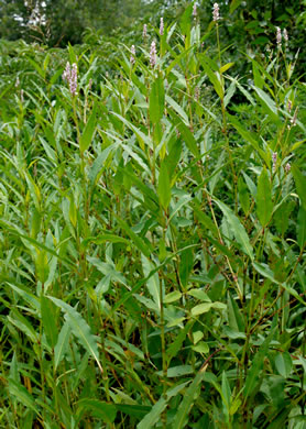 image of Persicaria pensylvanica, Pennsylvania Smartweed, Pinkweed, Common Smartweed