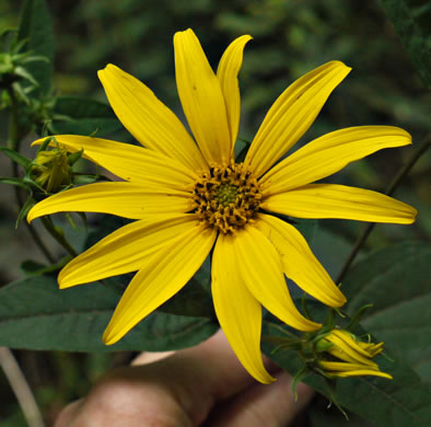 image of Helianthus decapetalus, Thinleaf Sunflower, Forest Sunflower