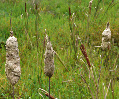 image of Typha latifolia, Common Cattail, Broadleaf Cattail