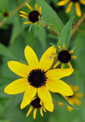 image of Rudbeckia triloba var. triloba, Common Three-lobed Coneflower, Brown-eyed Susan, Thin-Leaved Coneflower