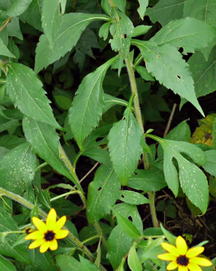 image of Rudbeckia triloba var. triloba, Common Three-lobed Coneflower, Brown-eyed Susan, Thin-Leaved Coneflower