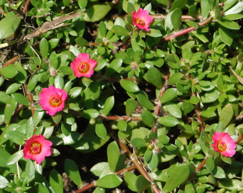 image of Portulaca amilis, Broadleaf Pink Purslane, Paraguayan Purslane