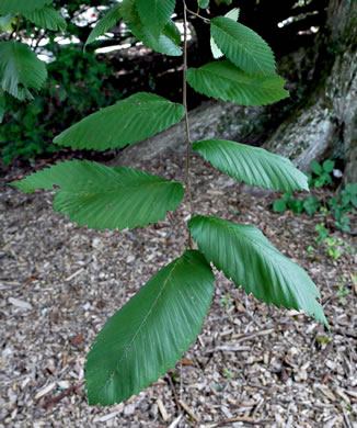 image of Ulmus minor, English Elm, English Cork Elm