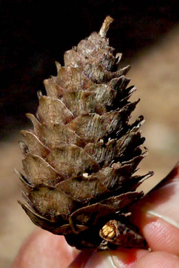 image of Larix decidua, European Larch