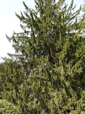 image of Picea abies, Norway Spruce