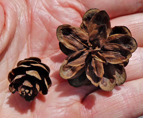 image of Tsuga caroliniana, Carolina Hemlock, Crag Hemlock