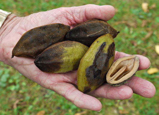 image of Juglans cinerea, Butternut, White Walnut