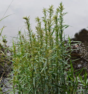 image of Dulichium arundinaceum var. arundinaceum, Threeway Sedge