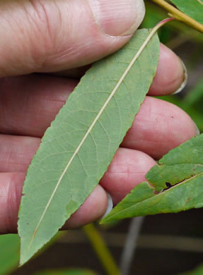 image of Salix alba, European White Willow