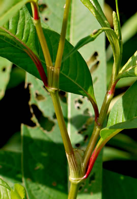 image of Persicaria pensylvanica, Pennsylvania Smartweed, Pinkweed, Common Smartweed