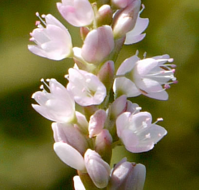 image of Persicaria pensylvanica, Pennsylvania Smartweed, Pinkweed, Common Smartweed