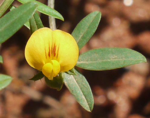 Pencil-flower