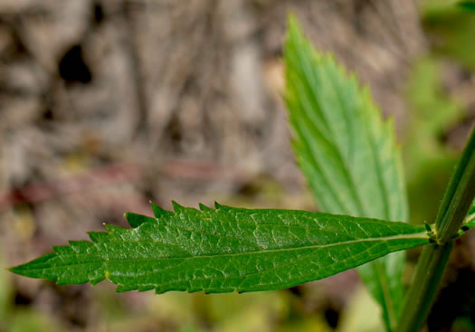 image of Verbena brasiliensis, Brazilian Vervain