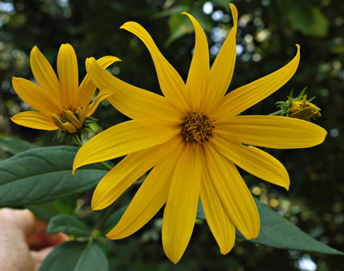 image of Helianthus tuberosus, Jerusalem Artichoke