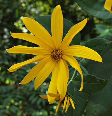 image of Helianthus tuberosus, Jerusalem Artichoke