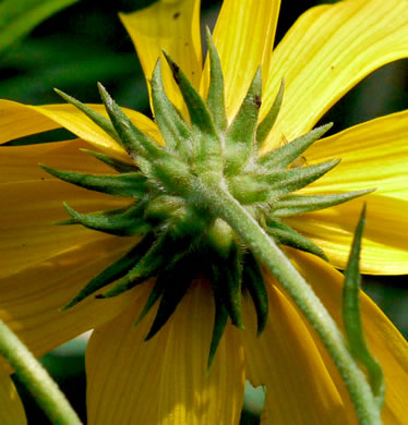 image of Helianthus tuberosus, Jerusalem Artichoke