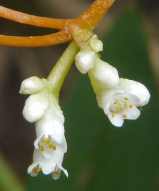 image of Cuscuta gronovii, Common Dodder, Swamp Dodder