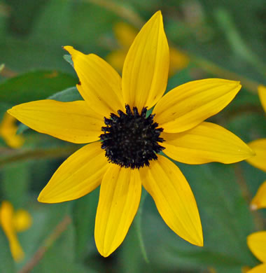 image of Rudbeckia triloba var. triloba, Common Three-lobed Coneflower, Brown-eyed Susan, Thin-Leaved Coneflower