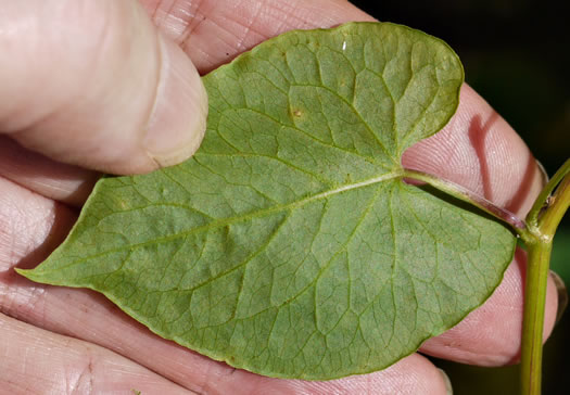 image of Fallopia convolvulus, Climbing Buckwheat, Nimblewill, Black Bindweed