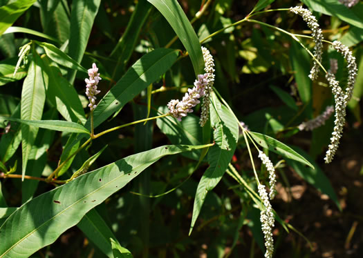 image of Persicaria pensylvanica, Pennsylvania Smartweed, Pinkweed, Common Smartweed