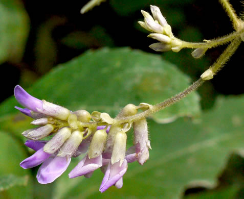 image of Amphicarpaea bracteata +, American Hog-peanut