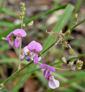 image of Desmodium nuttallii, Nuttall's Tick-trefoil