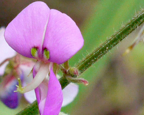 image of Desmodium nuttallii, Nuttall's Tick-trefoil