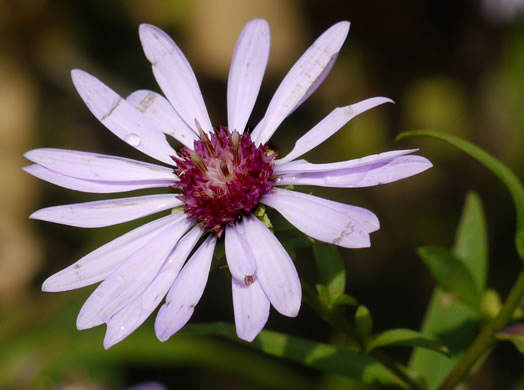 image of Symphyotrichum retroflexum, Curtis's Aster, Rigid Whitetop Aster