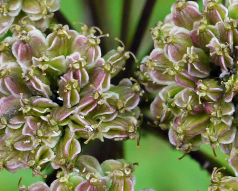 image of Angelica triquinata, Mountain Angelica, Appalachian Angelica, Filmy Angelica