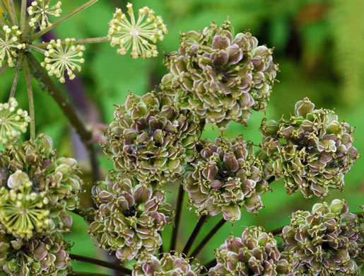 image of Angelica triquinata, Mountain Angelica, Appalachian Angelica, Filmy Angelica