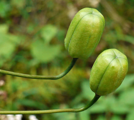 image of Lilium superbum, Turk's-cap Lily, Lily-royal, Superb Lily