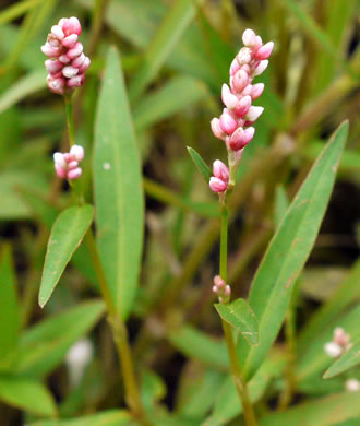 image of Persicaria hydropiperoides, Mild Waterpepper, Swamp Smartweed