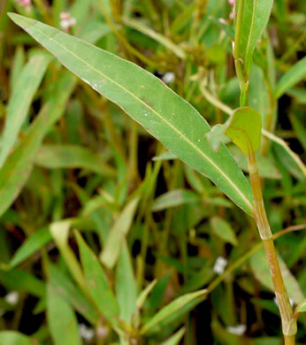 image of Persicaria hydropiperoides, Mild Waterpepper, Swamp Smartweed