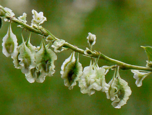 image of Fallopia scandens, Common Climbing Buckwheat